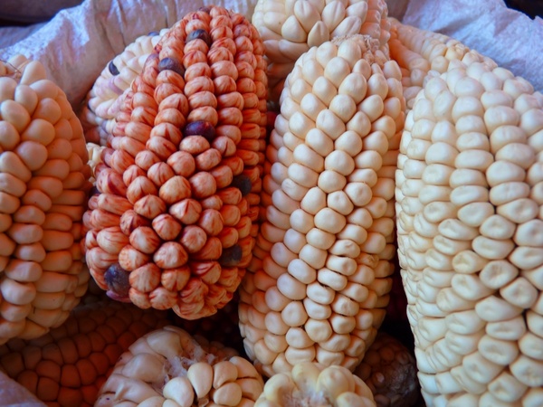 corn maize varieties cereals