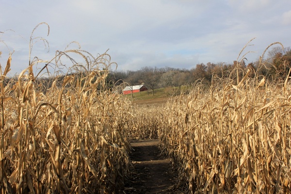 corn maze in southern wisconsin