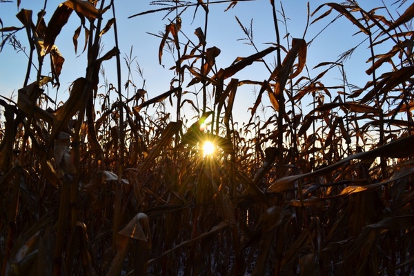 corn sun rays 