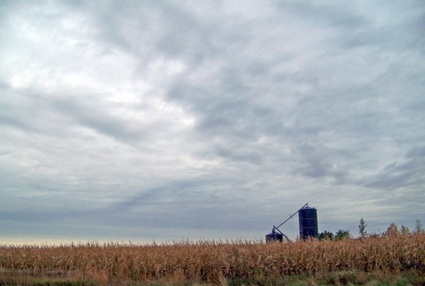 cornfield and silos 