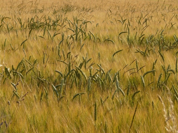 cornfield field agriculture