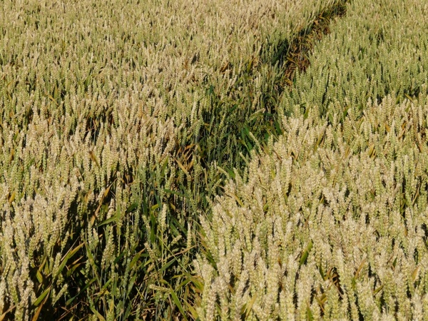 cornfield field agriculture
