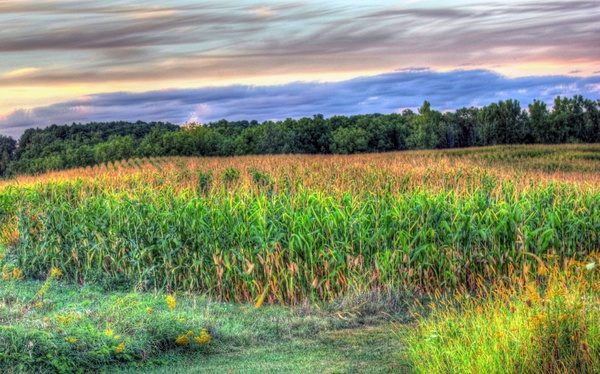 cornstalks at dusk at wyalusing state park wisconsin 