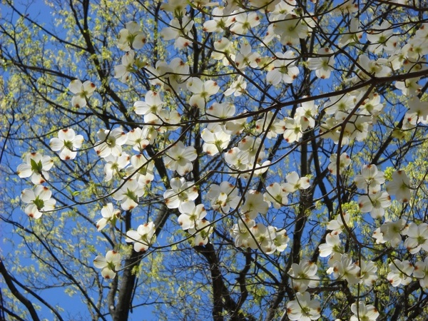 cornus florida dogwood blossoms