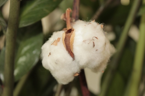 cotton flowers plant