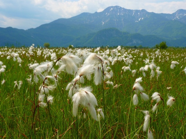 cottongrass bog meadow flower
