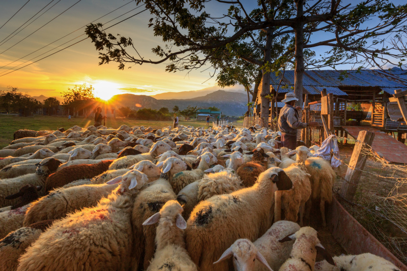 countryside farmland picture sheep cattle sunset scene 