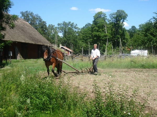 countryside horse man