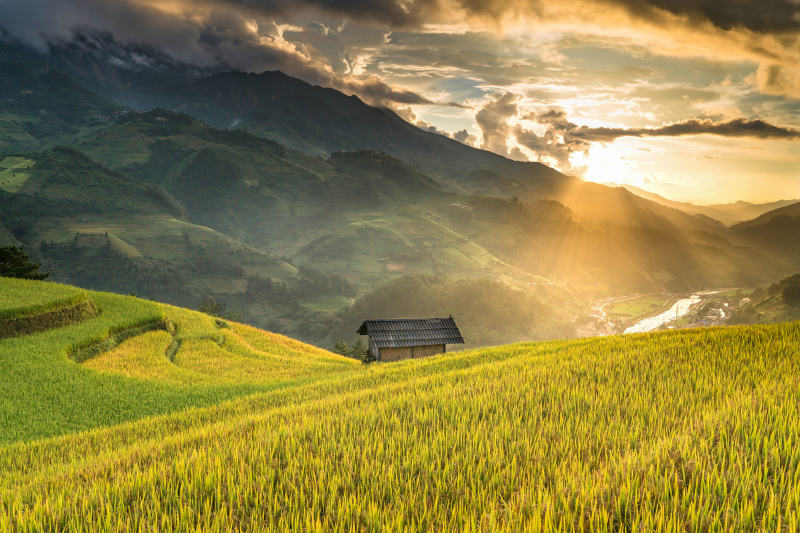 countryside picture elegant rice field mountain sunlight 