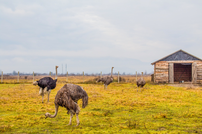 countryside picture ostrich farm scene