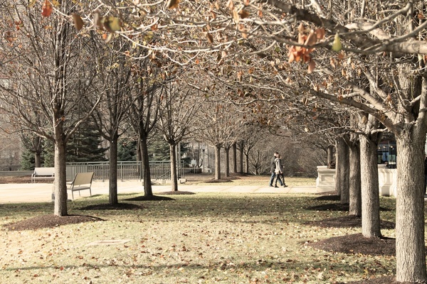 couple walking in park with bare trees