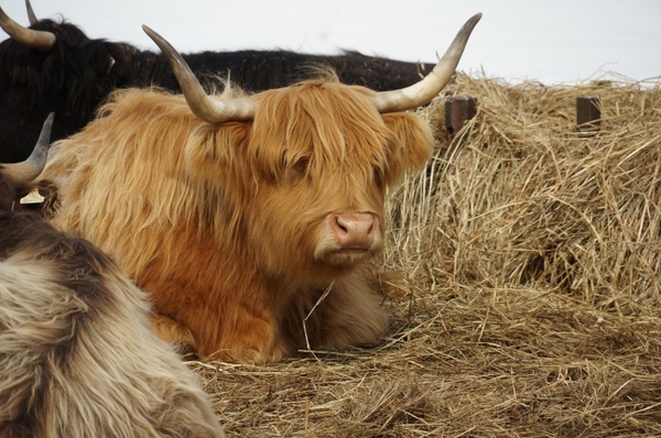 cow bovine rare breed