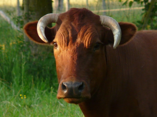 cow domestic cattle beef
