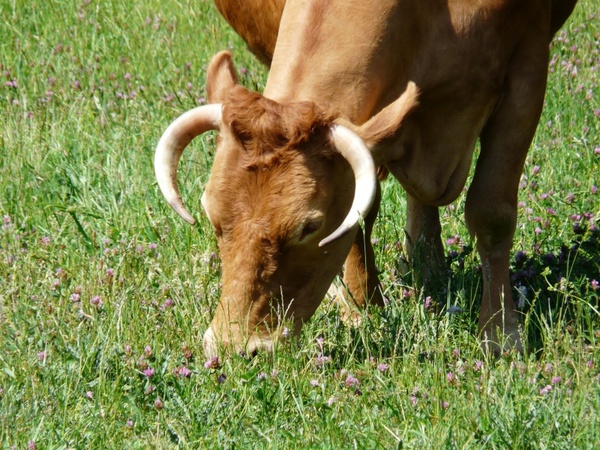 cow graze animal