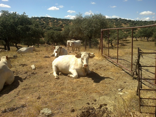 cow livestock animals