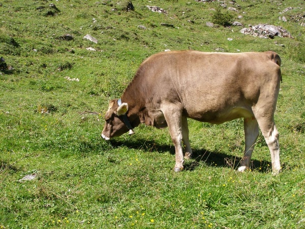 cow meadow alm