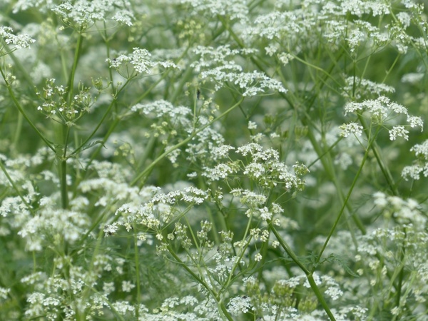 cow parsley flower white