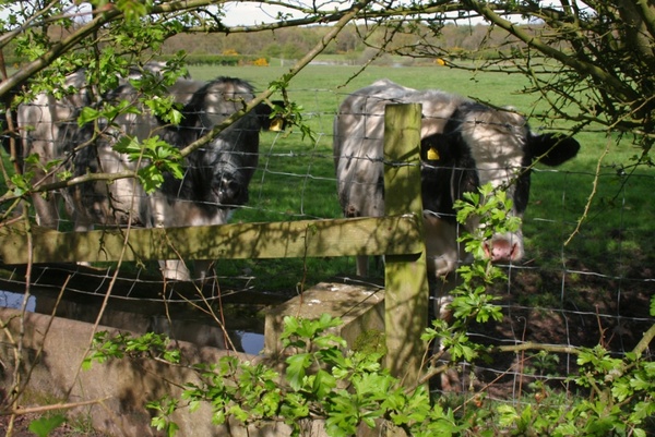 cows at water trough