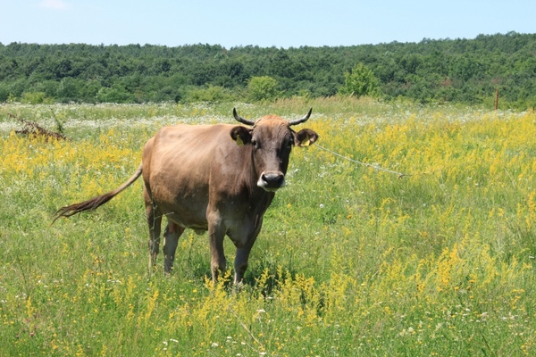 cows eating female