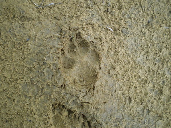 coyote footprint