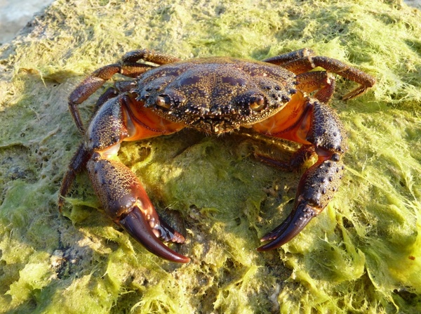 crab cancer eriphia verrucosa