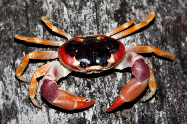 crab climbing