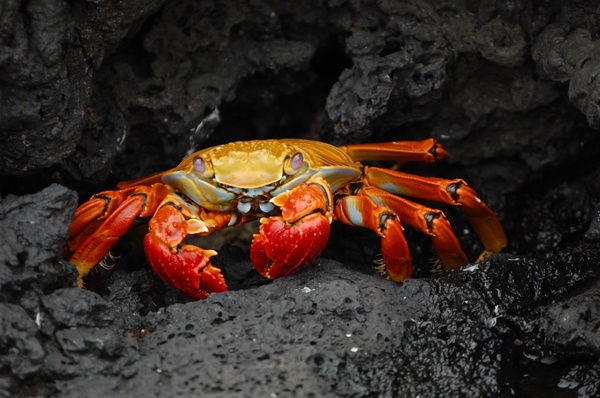 crab red klippenkrabbe grapsus grapsus