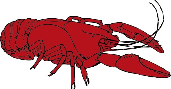 Crayfish clip art