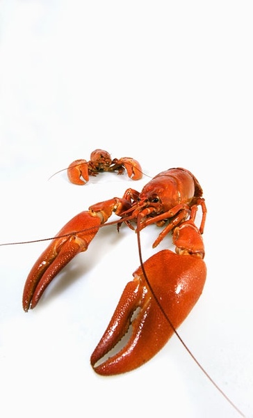 crayfish picture