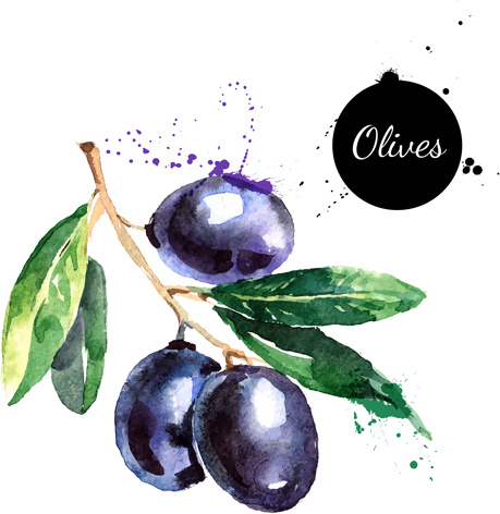 creative olives watercolor vector design