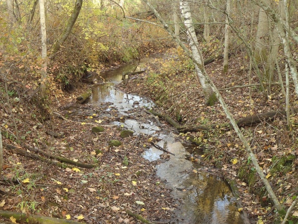creek in govenor dodge state park wisconsin