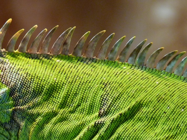 crest green iguana iguana 