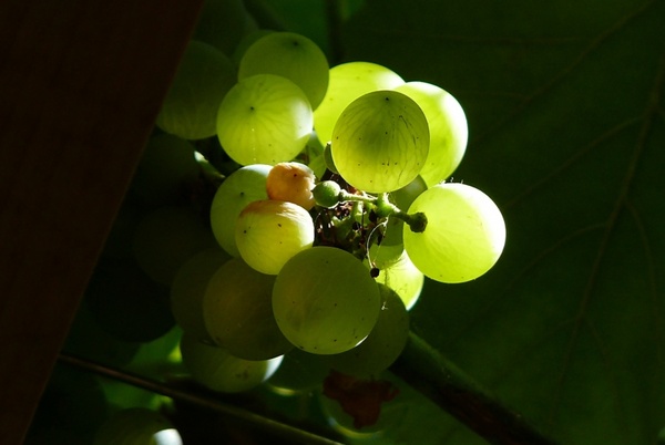 croatia grapes green