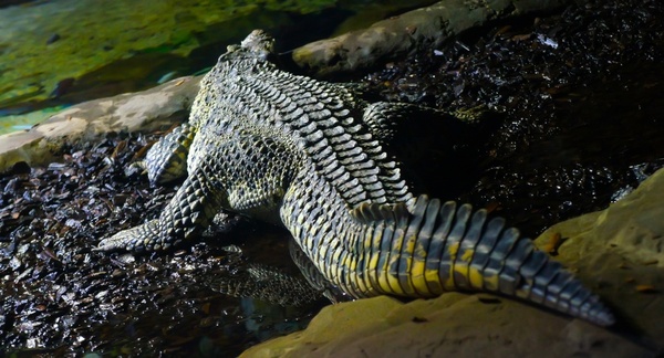crocodile alligator scale