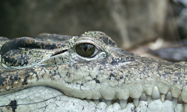crocodile animal eye