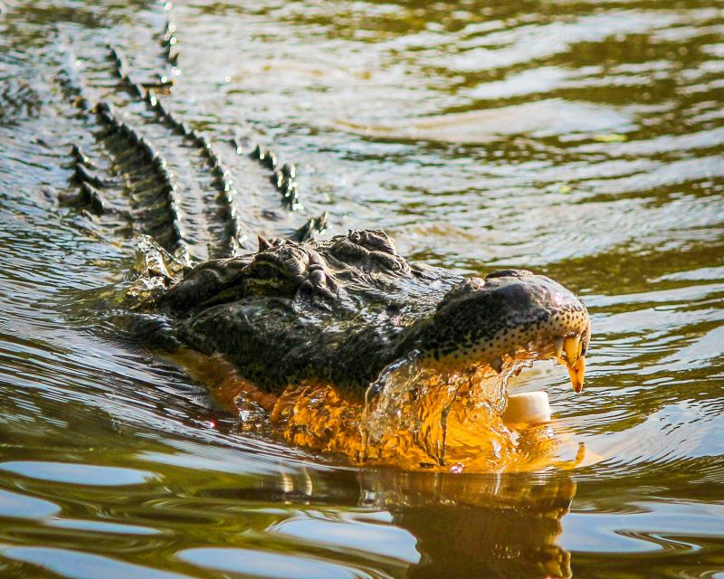 crocodile hunting picture dynamic realistic 