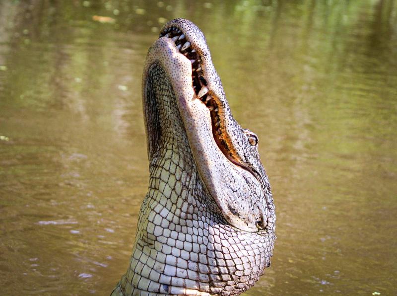 crocodile picture realistic dynamic 