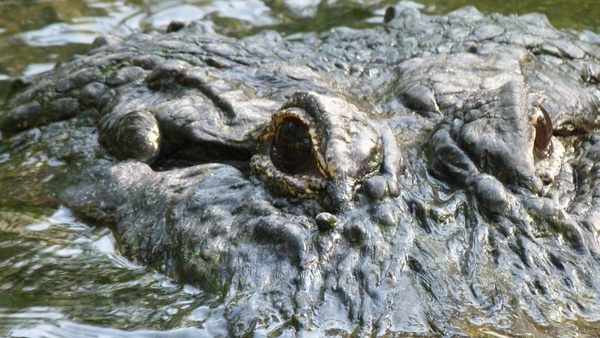 crocodile reptile animal