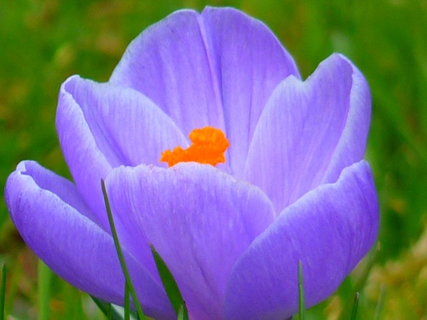 crocus flower purple