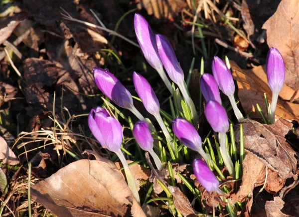 crocus violet spring 