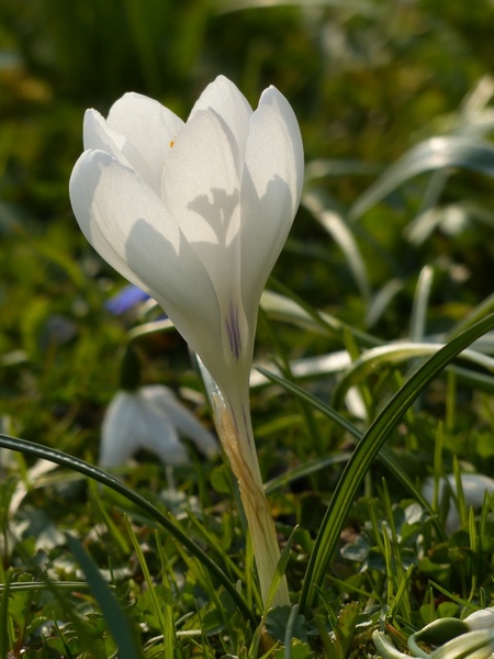 crocus white bloom 