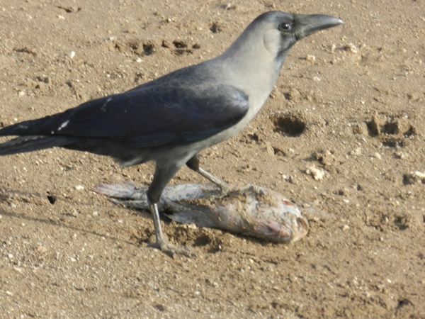 crow indian crow predator 