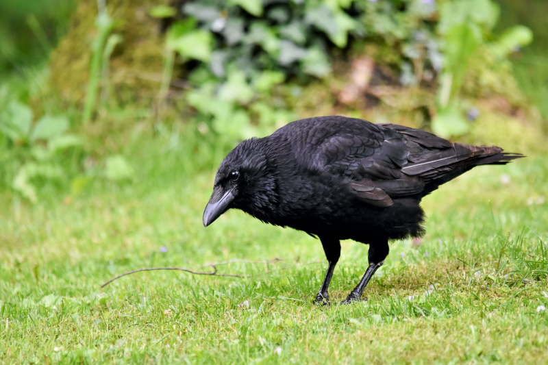 crow picture dynamic elegant closeup