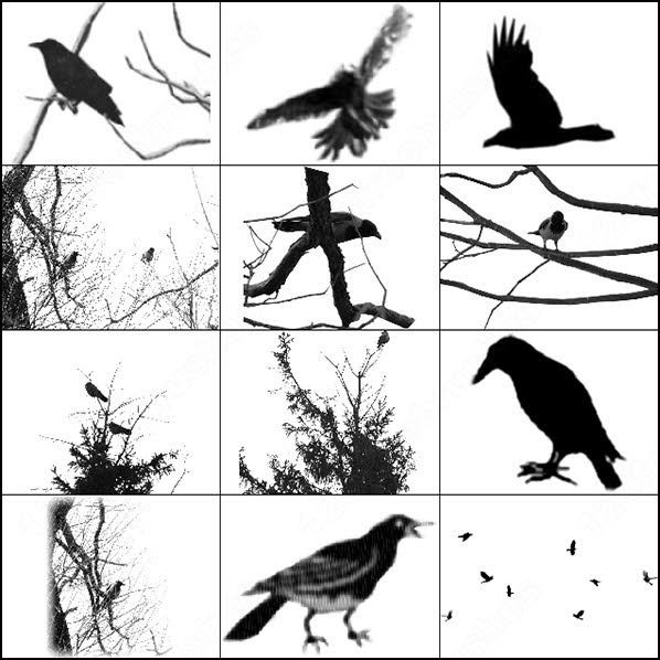 crows and ravens brush