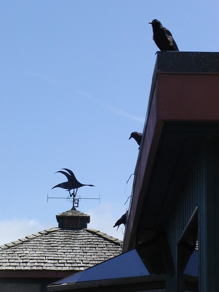 crows roof building