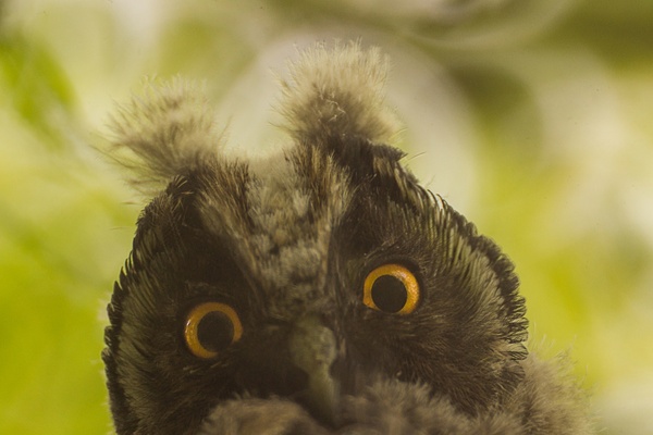 curious owl 