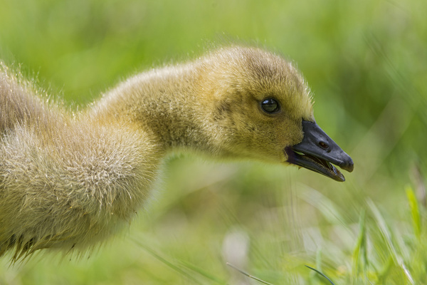 cute baby goose