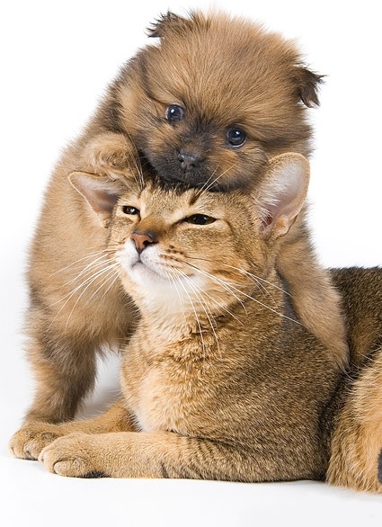 Cute cat and dog picture 4 Free stock photos in Image format: jpg, size