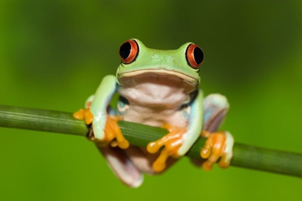 cute frog 01 hd pictures