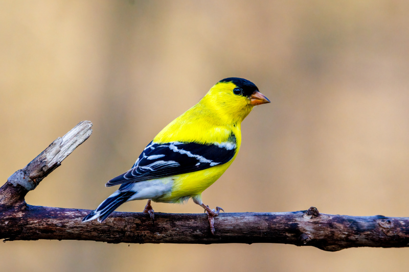 cute goldfinches picture elegant closeup